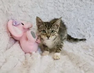 Tillie thumbnail 6