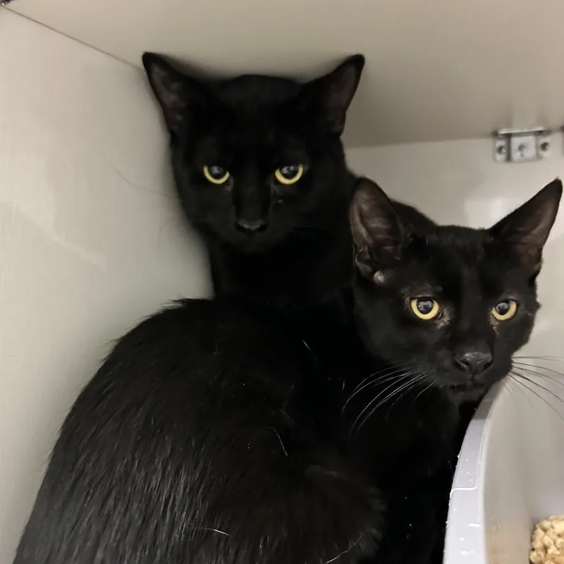 A young medium-sized female Black Domestic Short Hair cat named Winnie for adoption in Redwood City, CA