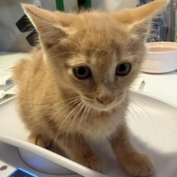 A baby small-sized male Buff / Tan / Fawn Domestic Short Hair cat named Dean Koontz for adoption in Fredericksburg, VA
