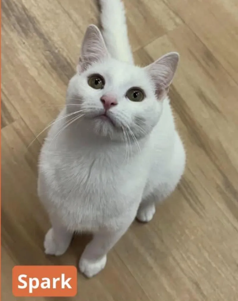 A young medium-sized male White Domestic Short Hair cat named Spark for adoption in North Haven, CT