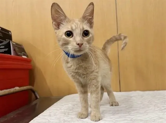 A young small-sized male Domestic Short Hair cat named Chaos for adoption in Saint Louis, MO