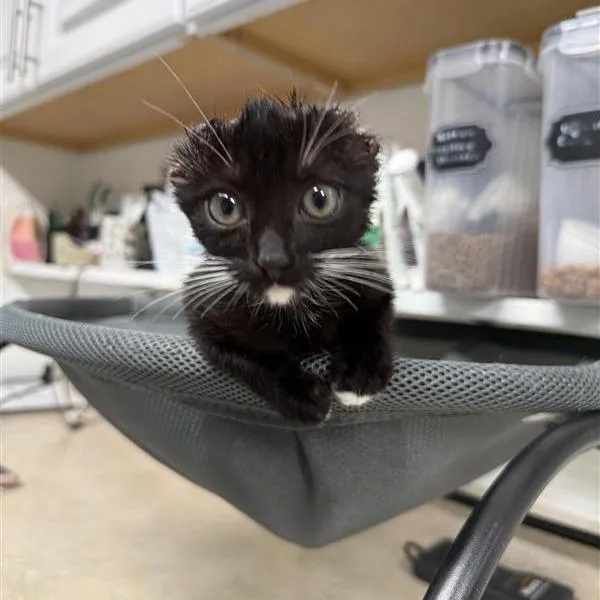 A baby small-sized female Domestic Short Hair cat named Jolene for adoption in Mount Shasta, CA
