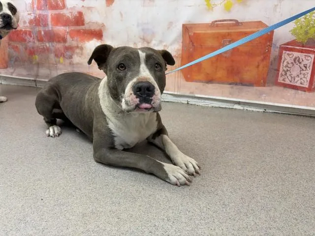 A young medium-sized female Pit Bull Terrier dog named Cafecita for adoption in San Bernardino, CA