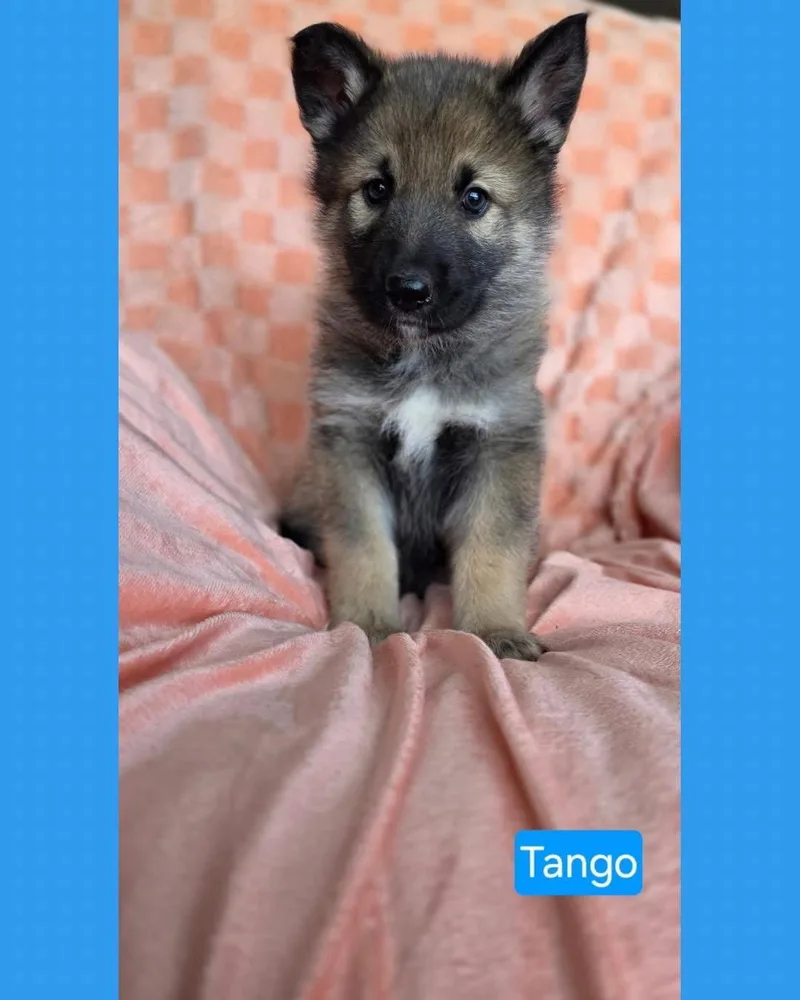 Tango thumbnail 3
