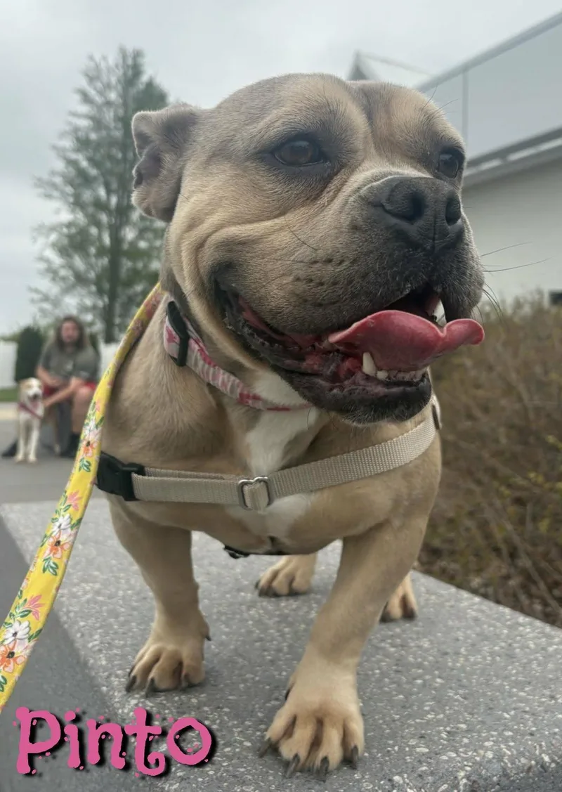An adult medium-sized female Yellow / Tan / Blond / Fawn French Bulldog dog named Pinto for adoption in Valparaiso, IN