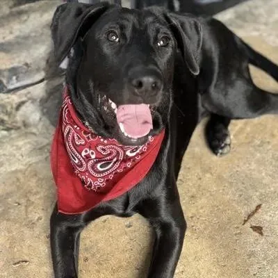An adult medium-sized male Black Labrador Retriever dog named Rolo for adoption in Houston, TX