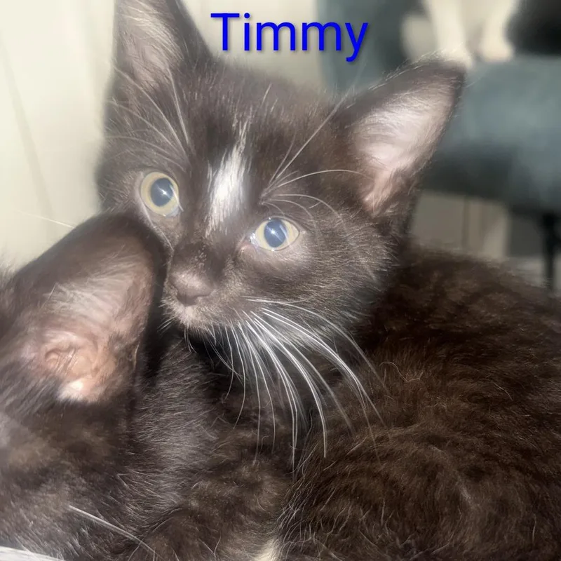A baby small-sized male Black Domestic Short Hair cat named Timmy for adoption in Carmel, IN