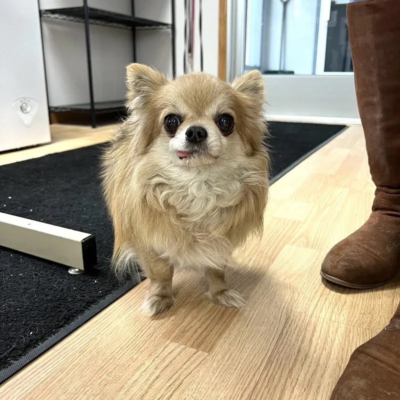 A senior small-sized male Apricot / Beige Chihuahua dog named Moses for adoption in Saint Cloud, MN