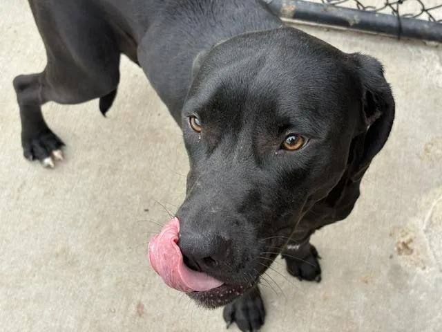 A young large-sized male Labrador Retriever dog named Smoke for adoption in Tulsa, OK