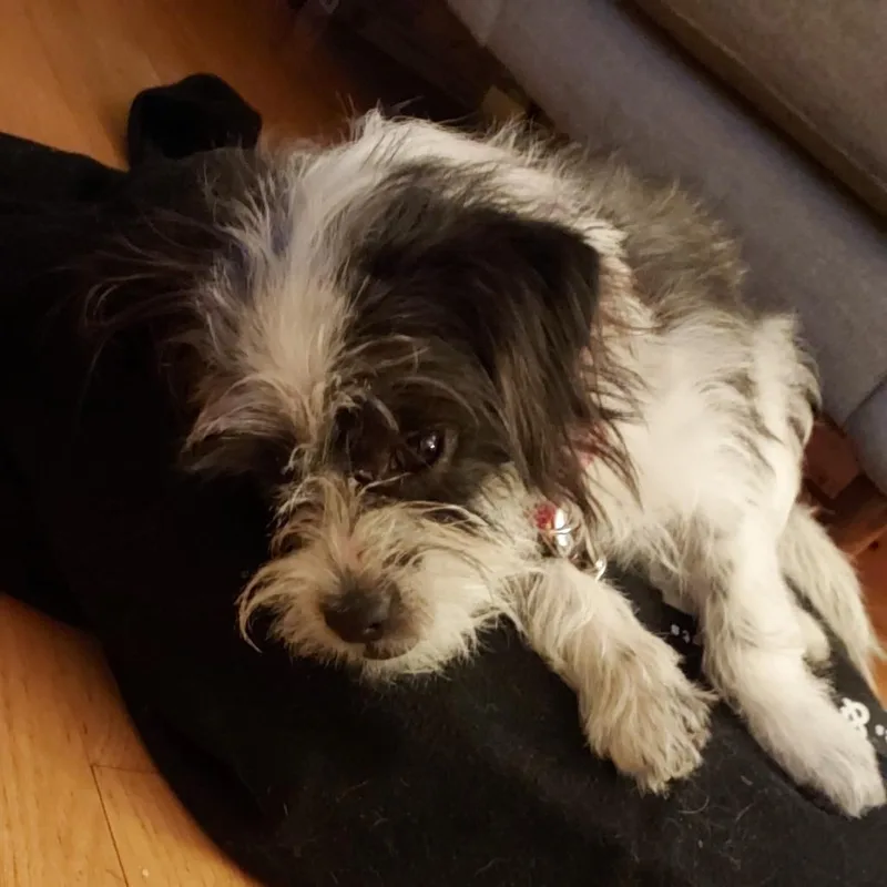 A young small-sized male Black Shih Tzu dog named Pancho for adoption in Brooklyn, NY