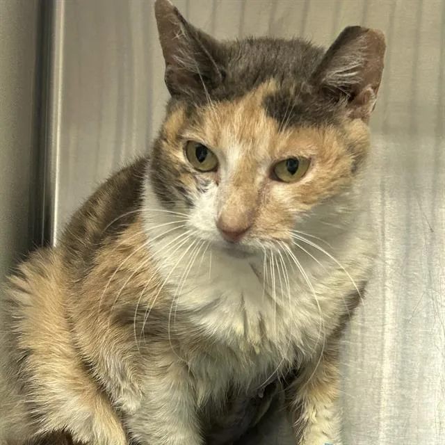 An adult medium-sized female Domestic Short Hair cat named Margaux for adoption in San Antonio, TX
