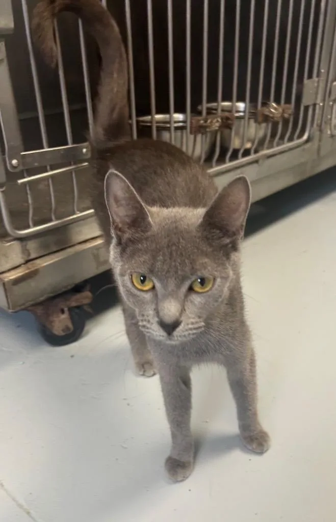 A young medium-sized female Domestic Short Hair cat named Buffy for adoption in Greenwood, MS
