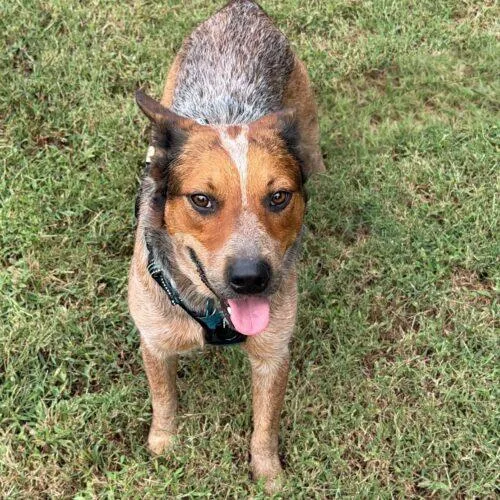 A baby medium-sized male Red / Chestnut / Orange Australian Cattle Dog / Blue Heeler named Zane for adoption in Memphis, TN