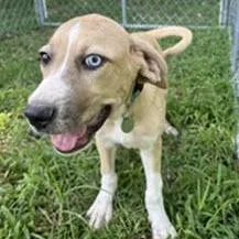 A young large-sized female Apricot / Beige Hound dog named Clover for adoption in Calverton, NY