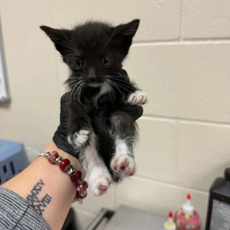 A baby small-sized female Black Domestic Short Hair cat named Willow for adoption in Reno, NV