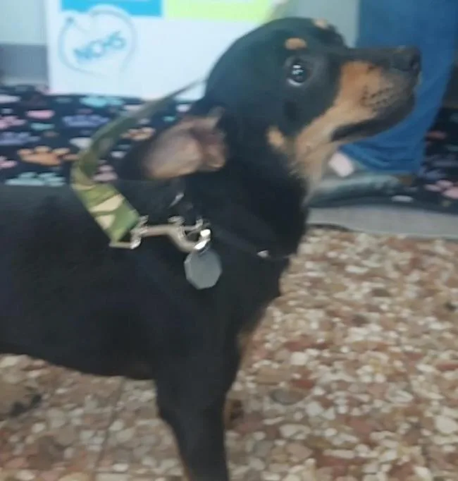A baby small-sized male Chihuahua dog named FtA Carl for adoption in Newnan, GA