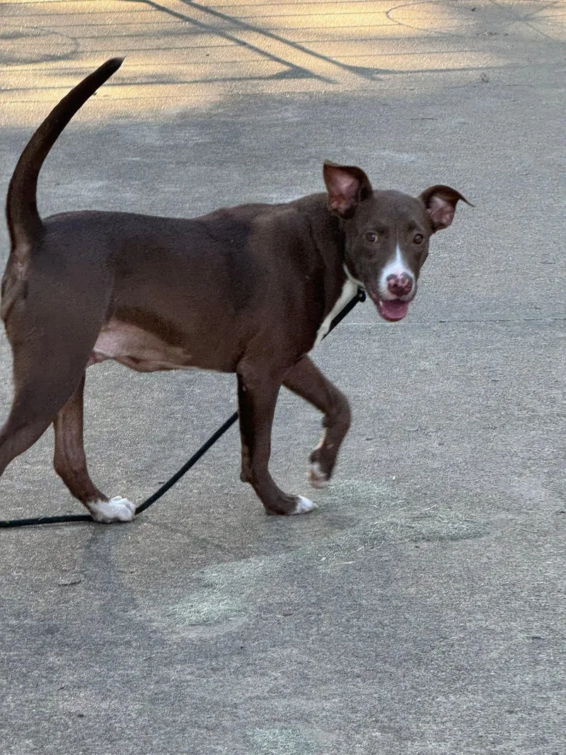 A young medium-sized female Chocolate Labrador Retriever dog named Mindy for adoption in Holly Springs, MS