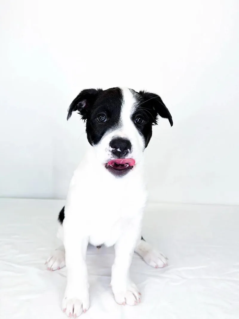 Tootles thumbnail 5