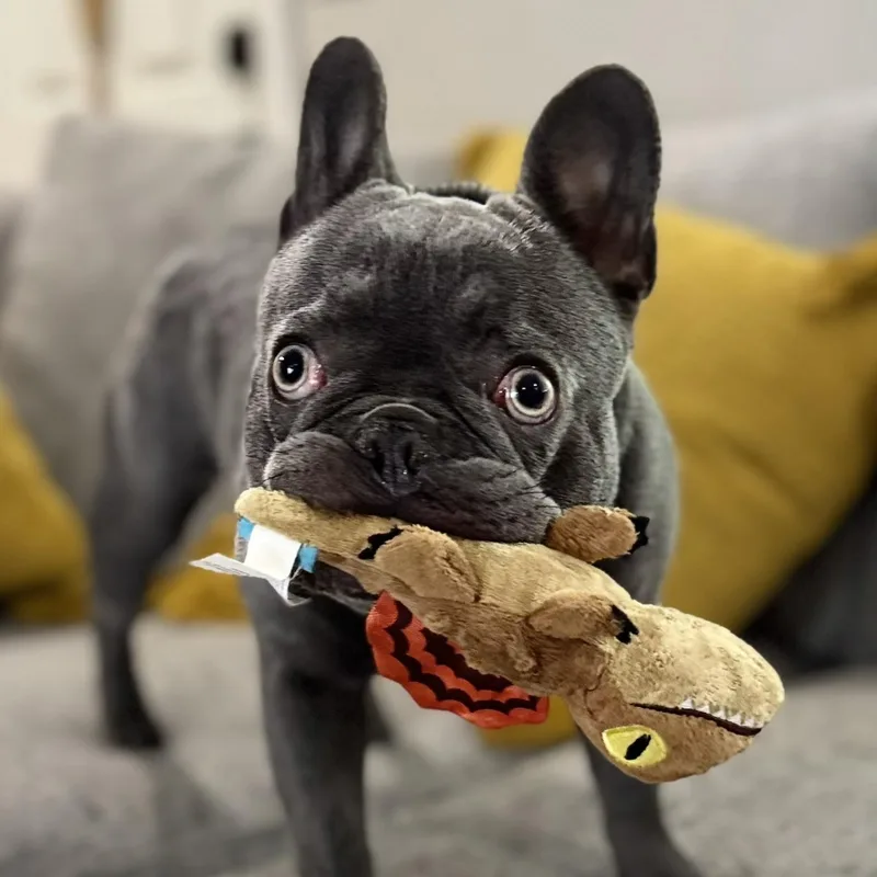 A baby medium-sized male French Bulldog dog named Kevin for adoption in Citrus Heights, CA