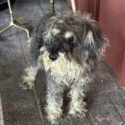 A young small-sized male Gray / Blue / Silver Miniature Schnauzer dog named Benji BONDED with Buddy for adoption in Williston, VT