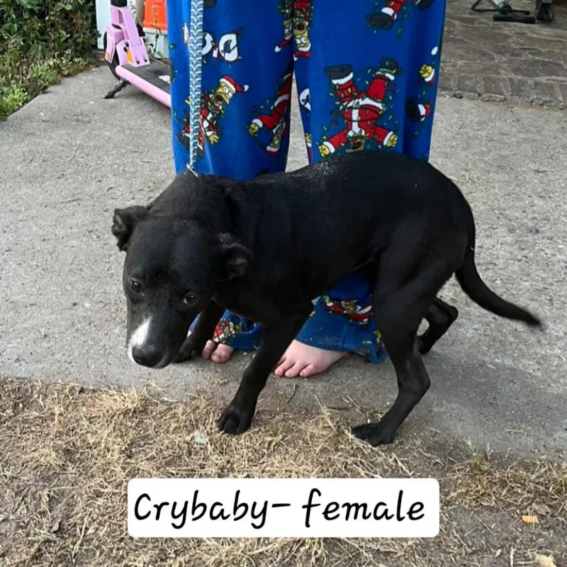 A young small-sized female Black Border Collie dog named Crybaby for adoption in Hinesville, GA