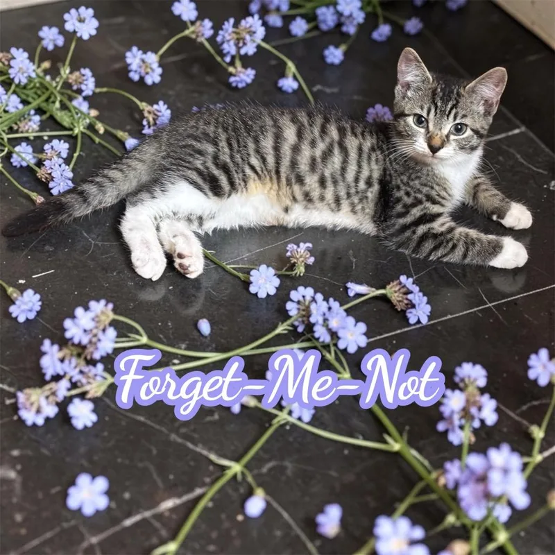 ForgetMeNot