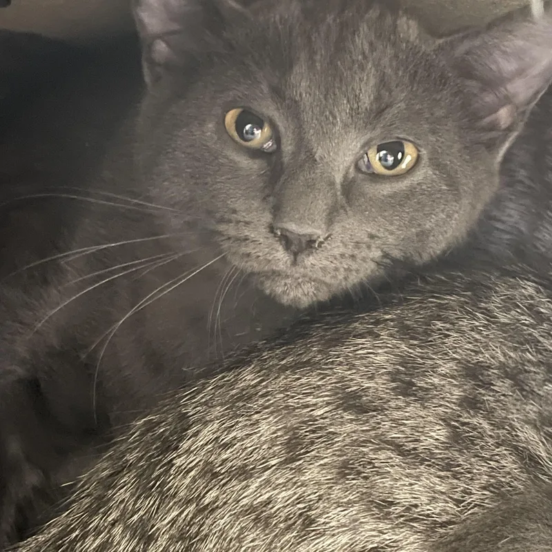 Rosemary thumbnail 2