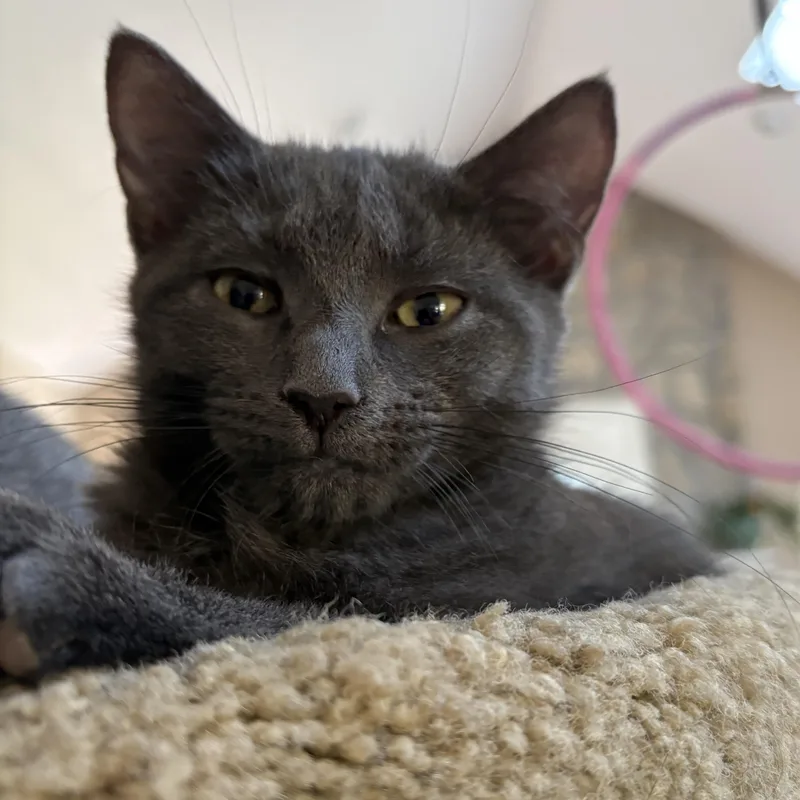 Rosemary thumbnail 3