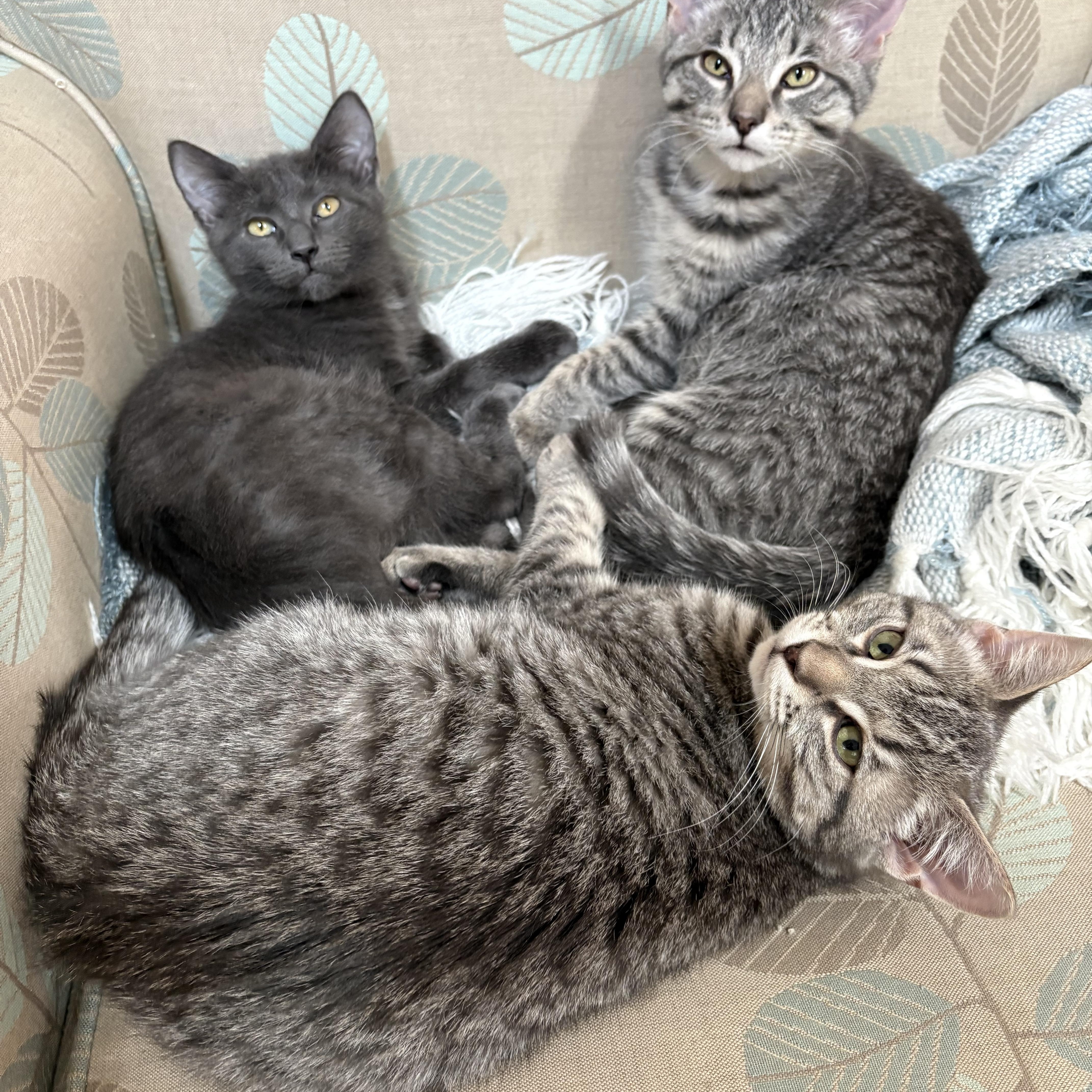 Rosemary thumbnail 4