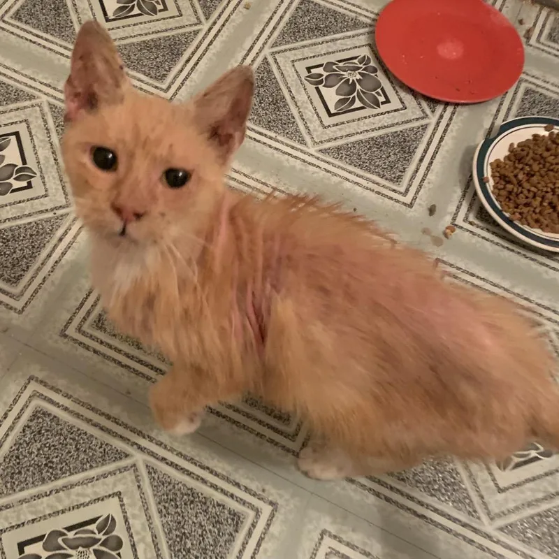 Brosnan Estep thumbnail 2