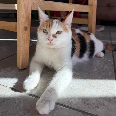 Moonbeam thumbnail 2