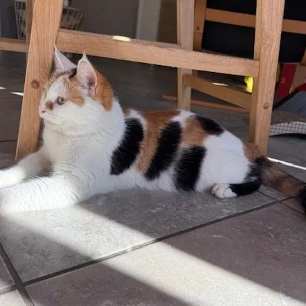 Moonbeam thumbnail 3