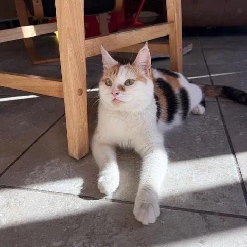 Moonbeam thumbnail 4