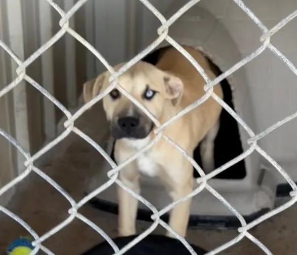 A baby medium-sized male Black Mouth Cur dog named Nelson for adoption in Ada, OK