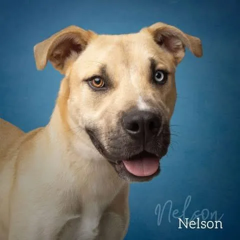 Nelson thumbnail 2