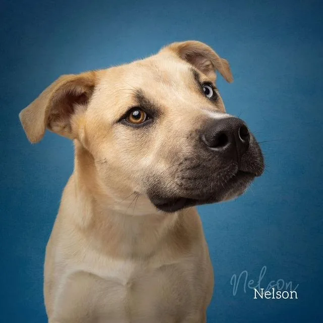 Nelson thumbnail 3
