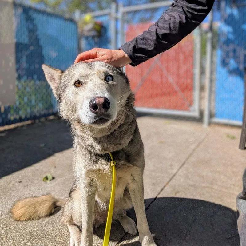 An adult medium-sized female Husky dog named Bloom for adoption in Oakland, CA