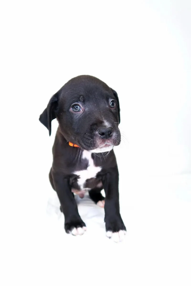 A baby medium-sized male Black Shepherd dog named Cheerio for adoption in Bixby, OK