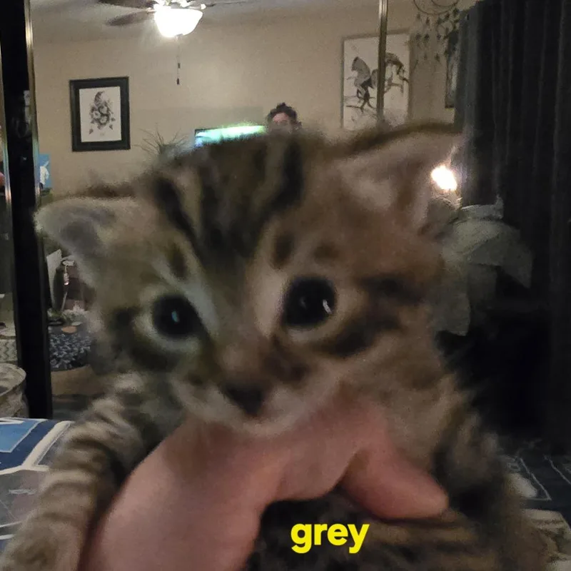 A baby small-sized male Brown / Chocolate Domestic Short Hair cat named Fella for adoption in Spokane, WA