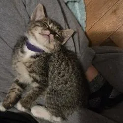 A baby small-sized male Brown / Chocolate Domestic Short Hair cat named Blueberry for adoption in Birdsboro, PA