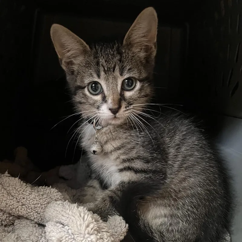 A baby small-sized female Brown / Chocolate Domestic Short Hair cat named America The Beautiful for adoption in Boerne, TX