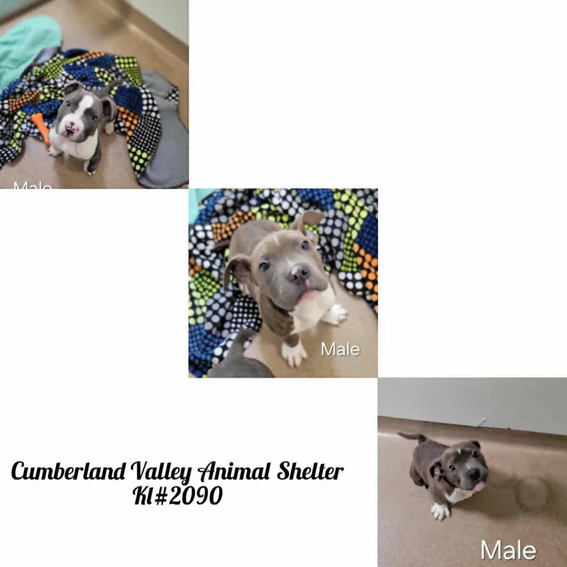 Mastiffterrier Puppies