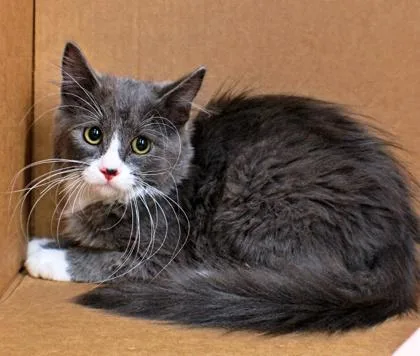 A baby small-sized female Domestic Long Hair cat named Penn for adoption in Morton Grove, IL