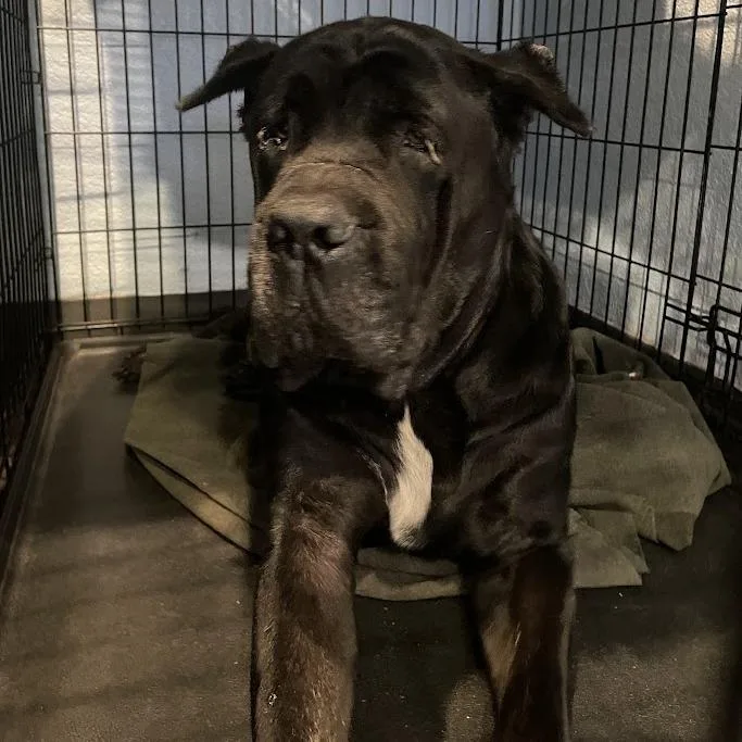 A senior extra large-sized female Cane Corso dog named Gretel for adoption in Port Charlotte, FL
