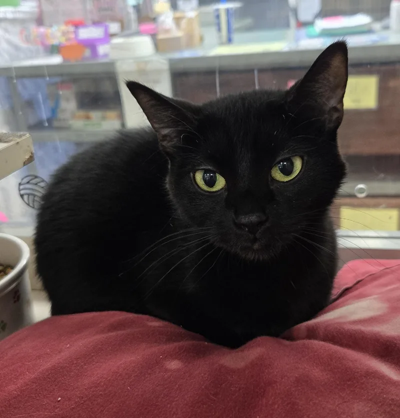 A young small-sized female Black Domestic Short Hair cat named Aritzia for adoption in Mokena, IL