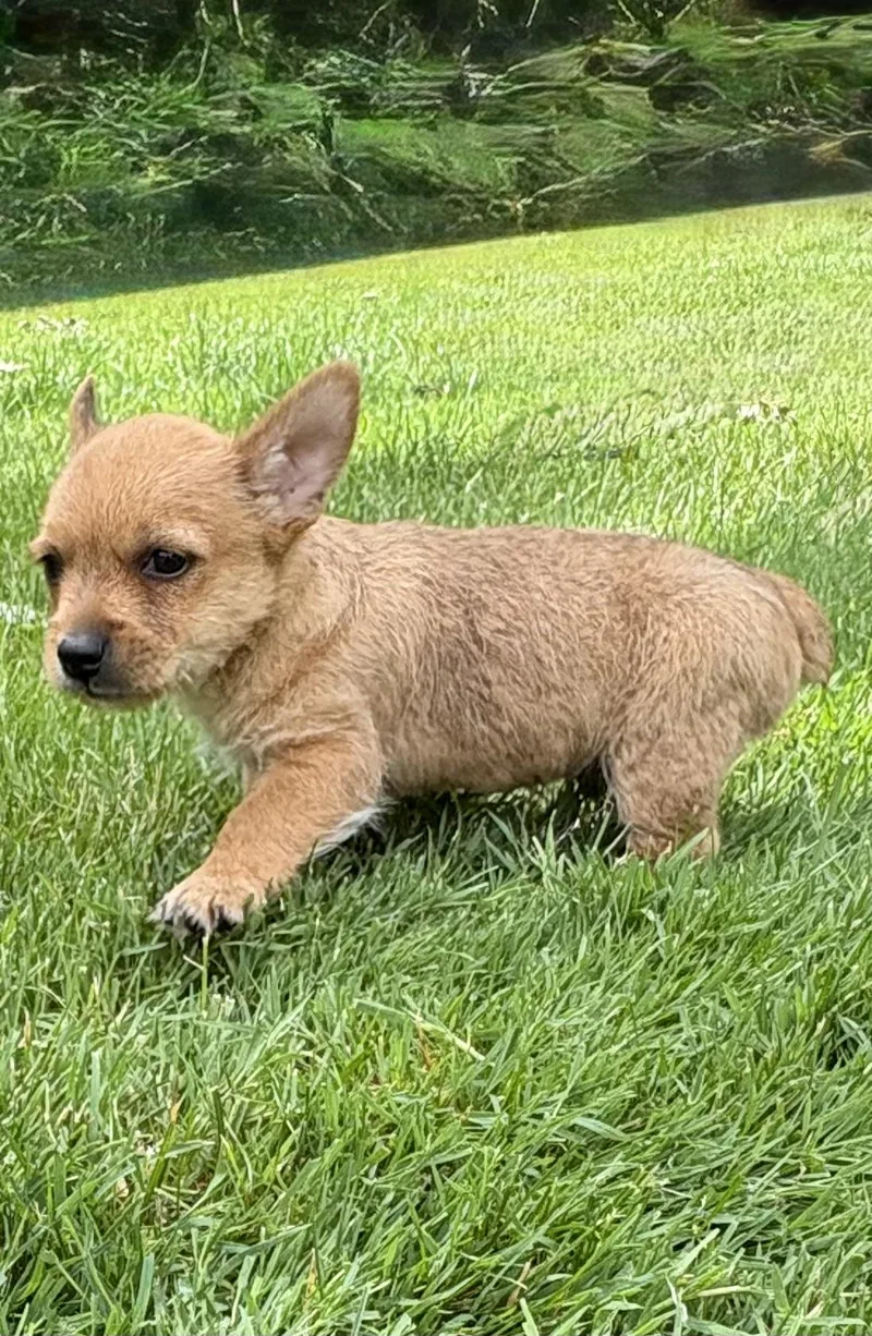 Leo