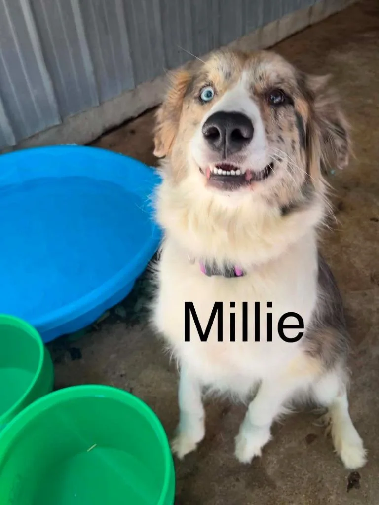 Millie
