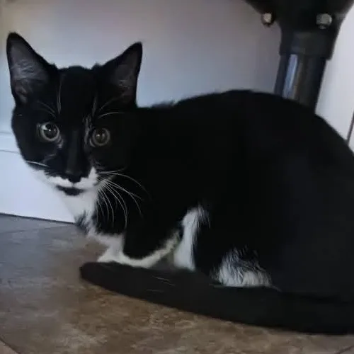 Cristoff thumbnail 2