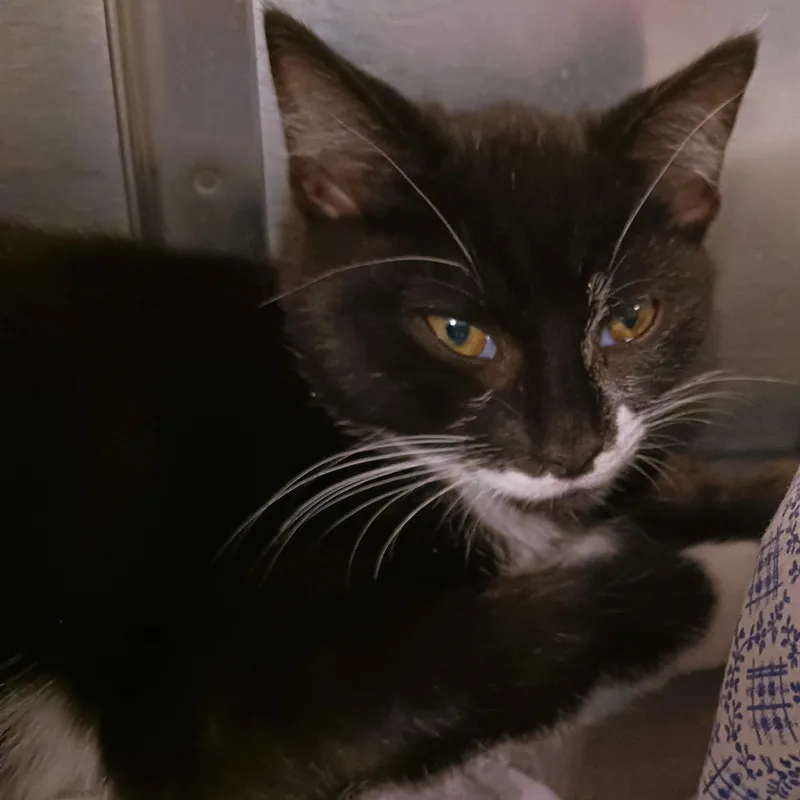 Cristoff thumbnail 3