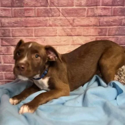 A baby small-sized male Brown / Chocolate Pit Bull Terrier dog named Beetle for adoption in Fort Collins, CO